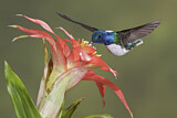 Image. Weißnackenkolibri