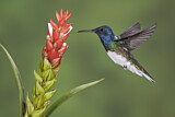 Image. Weißnackenkolibri