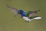 Image. Weißnackenkolibri