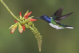 Image. Weißnackenkolibri