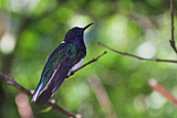 Image. Weißnackenkolibri
