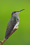 Image. Weißnackenkolibri