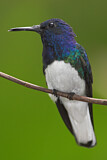 Image. Weißnackenkolibri