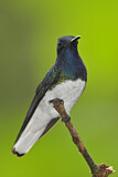 Image. Weißnackenkolibri