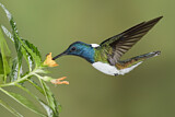 Image. Weißnackenkolibri