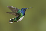 Image. Weißnackenkolibri