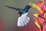 Image. Weißnackenkolibri