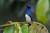 Image. Weißnackenkolibri