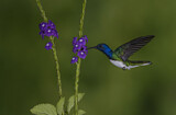 Image. Weißnackenkolibri