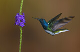 Image. Weißnackenkolibri