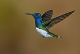 Image. Weißnackenkolibri