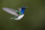 Image. Weißnackenkolibri