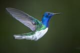 Image. Weißnackenkolibri
