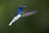 Image. Weißnackenkolibri