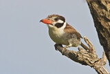 Image. Weißohr-Faulvogel