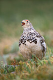 Image. Weißschwanz-Schneehuhn
