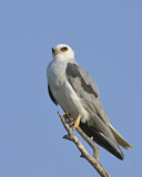 Image. Weißschwanzaar