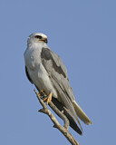 Image. Weißschwanzaar