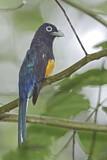 Image. Weißschwanztrogon