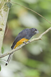 Image. Weißschwanztrogon