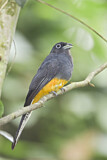 Image. Weißschwanztrogon