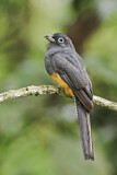 Image. Weißschwanztrogon