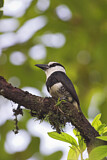 Image. Weißstirn-Faulvogel