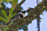 Image. Weißstirn-Faulvogel