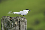 Image. Weißstirn-Seeschwalbe