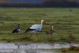 Image. Weißstorch & Nilgans