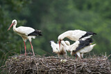 Image. Weißstorch