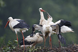 Image. Weißstorch