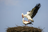 Image. Weißstorch