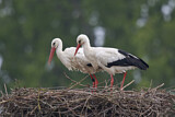 Image. Weißstorch