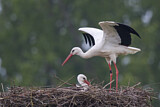 Image. Weißstorch
