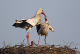 Image. Weißstorch