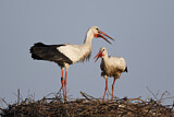Image. Weißstorch