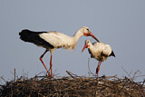 Image. Weißstorch