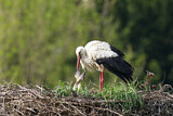 Image. Weißstorch