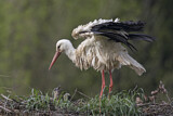 Image. Weißstorch