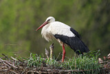 Image. Weißstorch