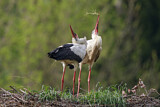 Image. Weißstorch