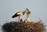 Image. Weißstorch