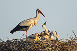 Image. Weißstorch