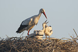 Image. Weißstorch