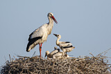 Image. Weißstorch