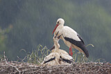 Image. Weißstorch