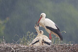 Image. Weißstorch