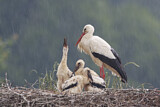 Image. Weißstorch