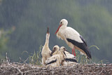 Image. Weißstorch